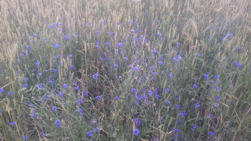  - - O - Fotografii x