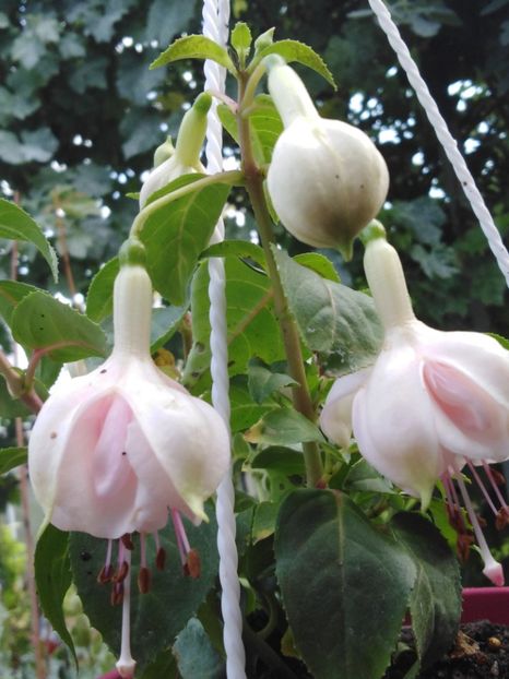 Avignon - My Fuchsia Collection