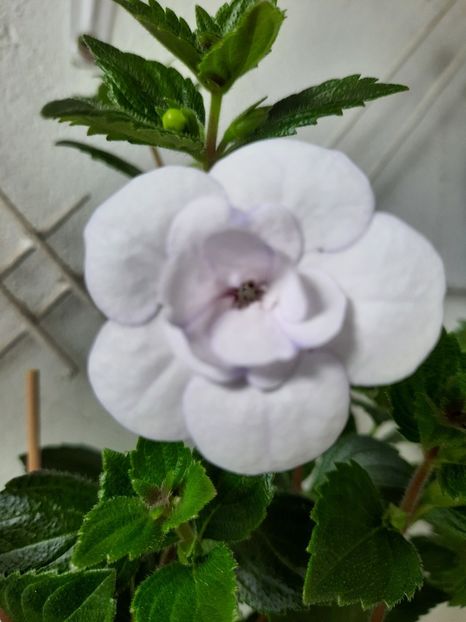  - Double Picotte Rose
