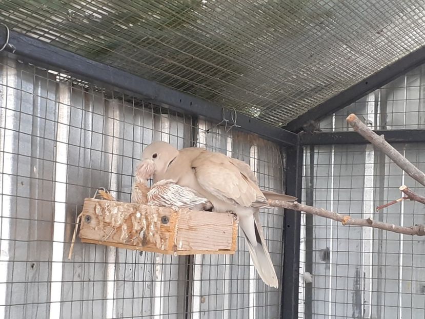  - Noua volieră ptr turturele rizătoare