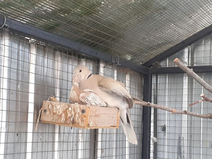  - Noua volieră ptr turturele rizătoare