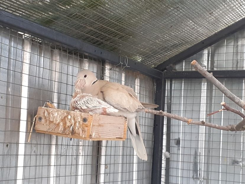  - Noua volieră ptr turturele rizătoare