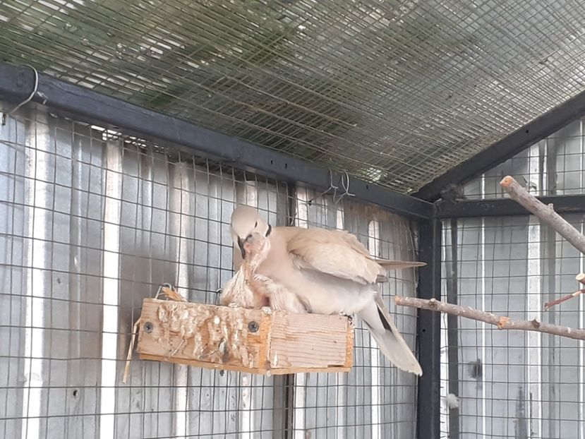  - Noua volieră ptr turturele rizătoare