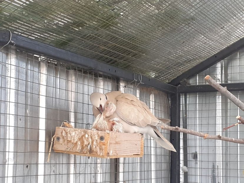  - Noua volieră ptr turturele rizătoare