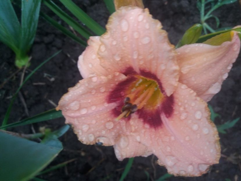  - Hemerocalisii infloriti in 2020