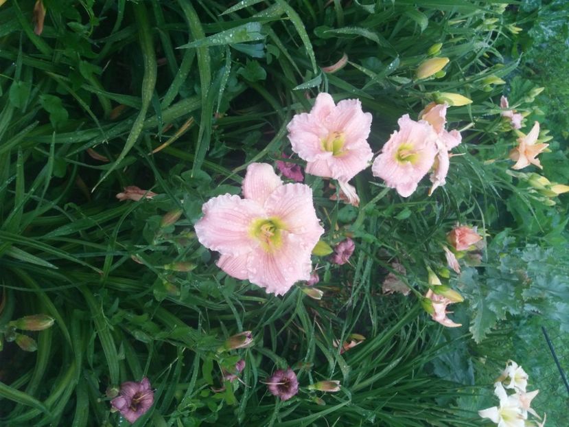  - Hemerocalisii infloriti in 2020