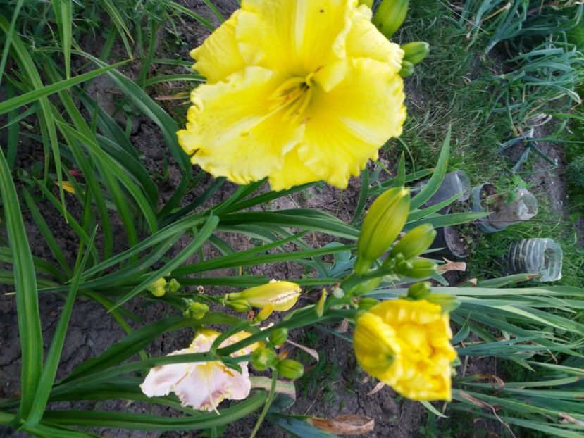  - Hemerocalisii infloriti in 2020