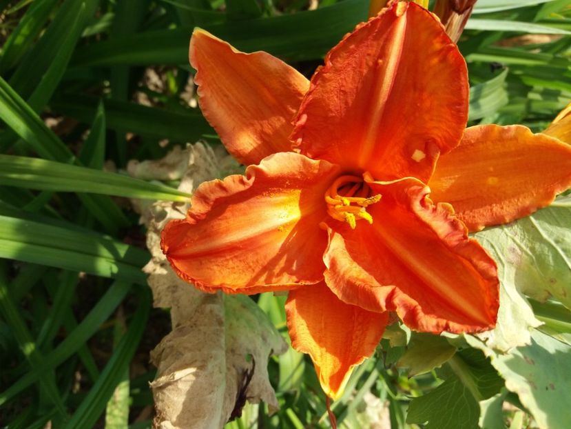  - Hemerocalisii infloriti in 2020