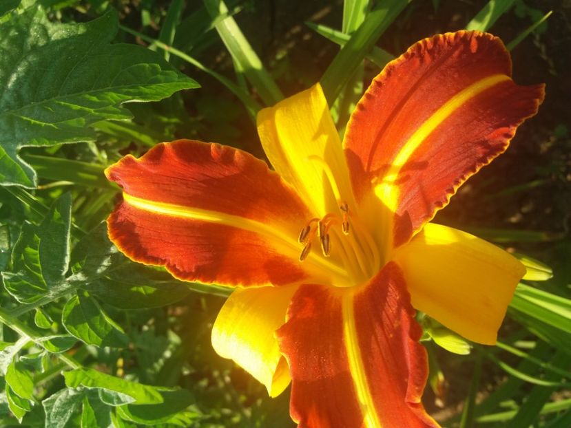  - Hemerocalisii infloriti in 2020