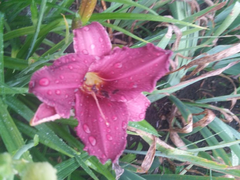  - Hemerocalisii infloriti in 2020