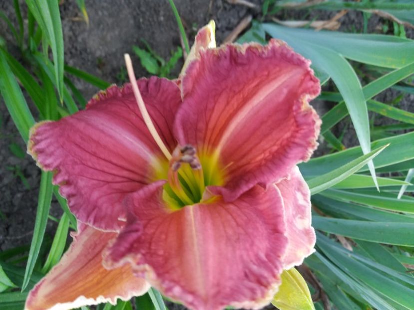  - Hemerocalisii infloriti in 2020