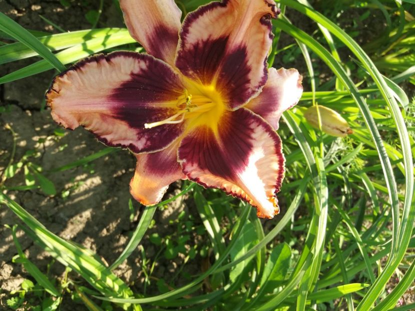  - Hemerocalisii infloriti in 2020