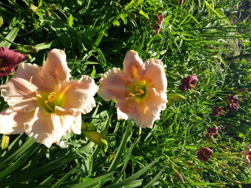  - Hemerocalisii infloriti in 2020