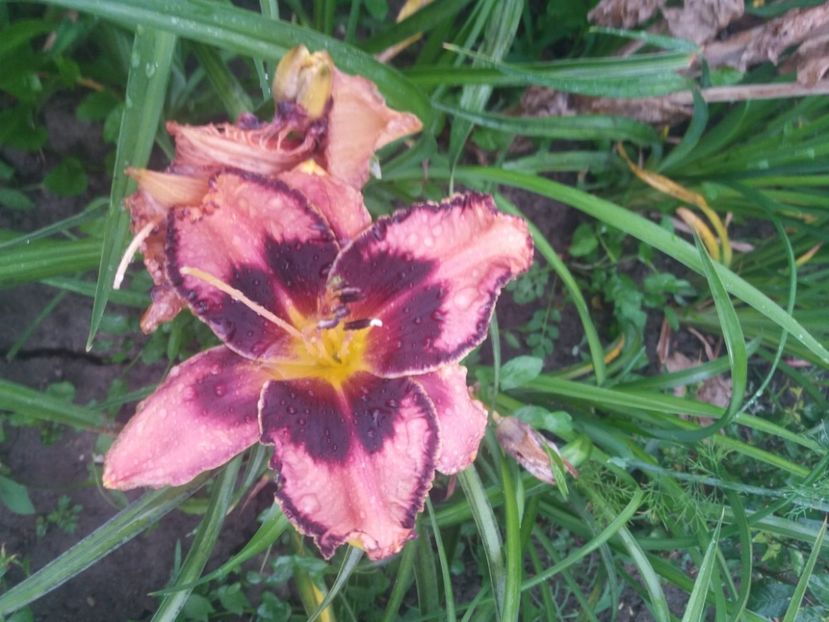  - Hemerocalisii infloriti in 2020