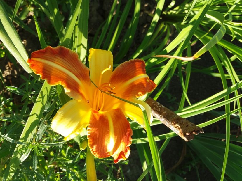  - Hemerocalisii infloriti in 2020