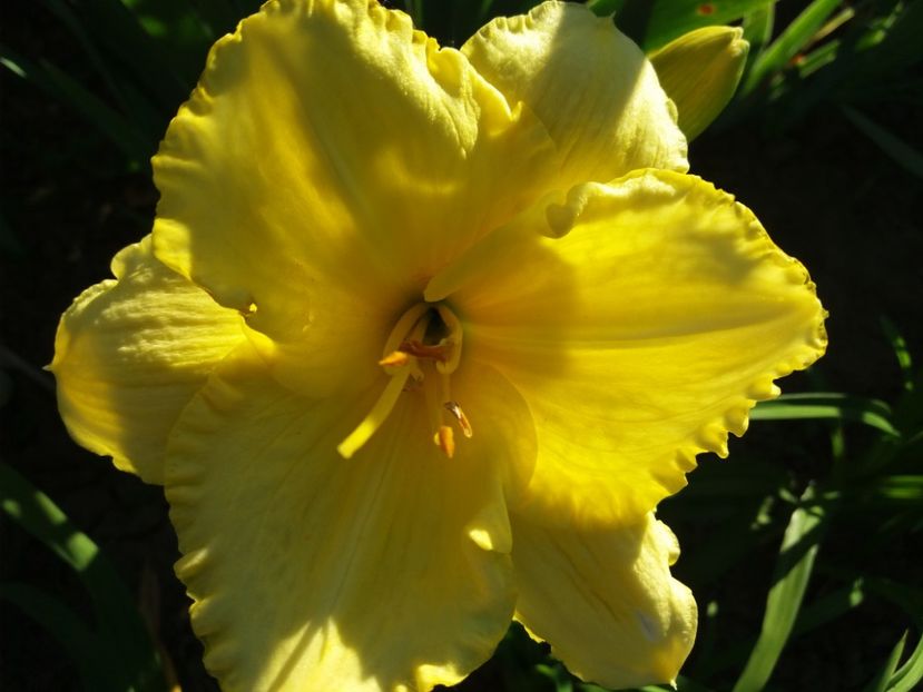  - Hemerocalisii infloriti in 2020