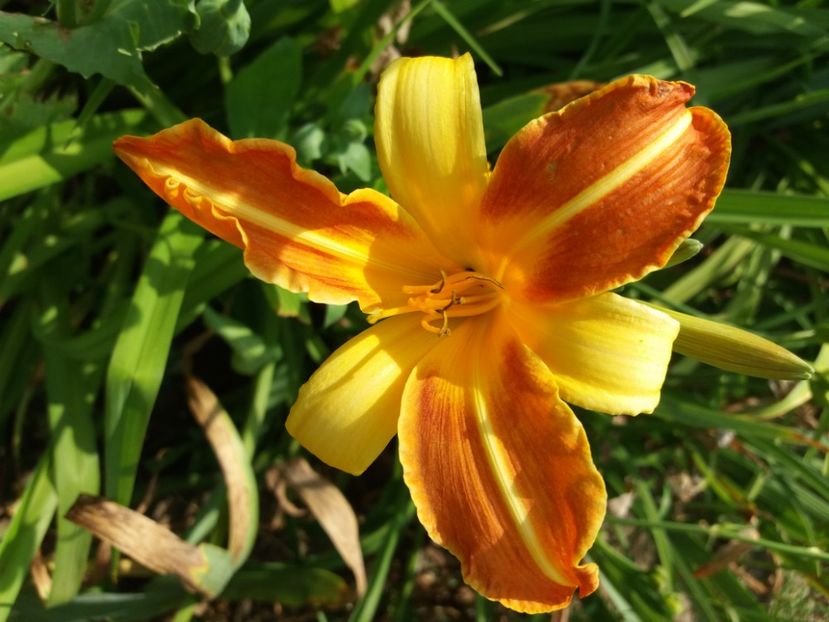  - Hemerocalisii infloriti in 2020