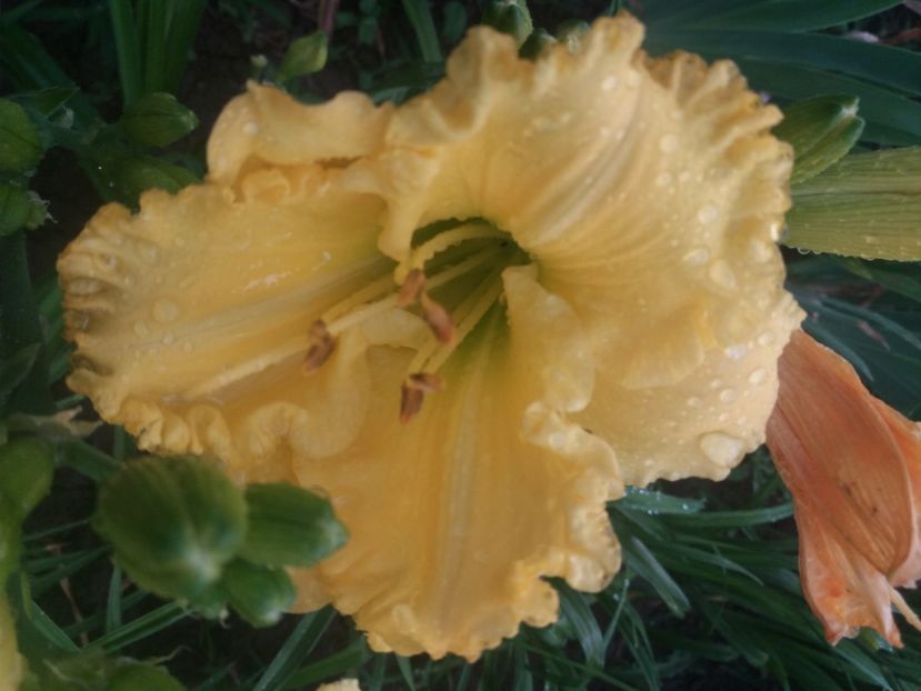  - Hemerocalisii infloriti in 2020