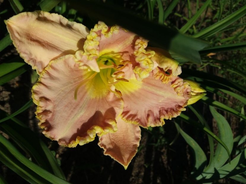  - Hemerocalisii infloriti in 2020