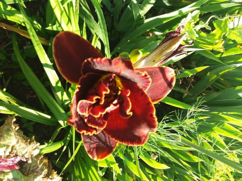  - Hemerocalisii infloriti in 2020