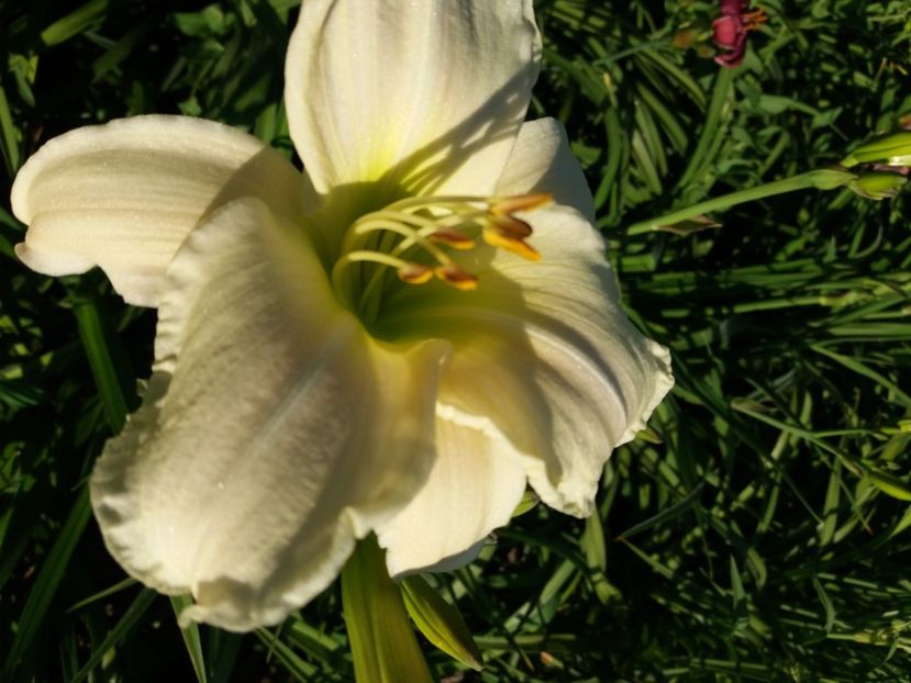  - Hemerocalisii infloriti in 2020