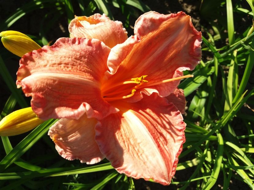  - Hemerocalisii infloriti in 2020