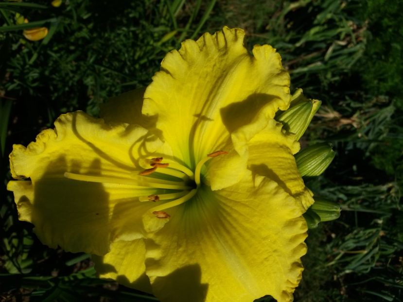  - Hemerocalisii infloriti in 2020