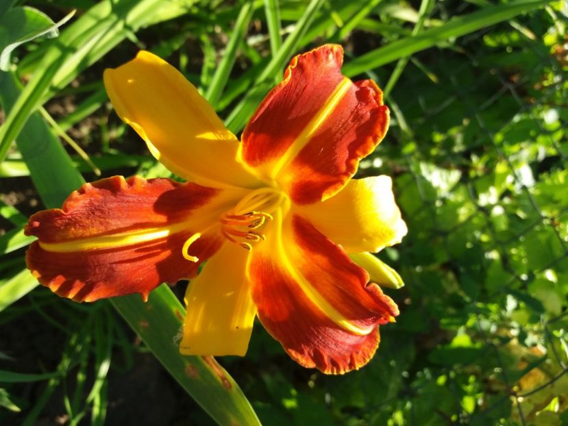  - Hemerocalisii infloriti in 2020