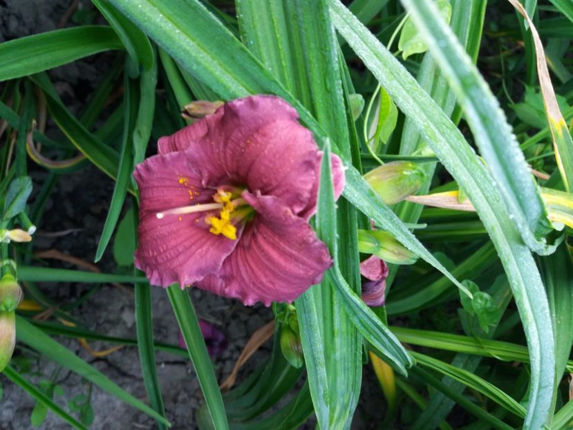  - Hemerocalisii infloriti in 2020