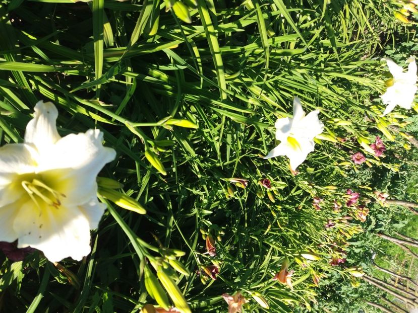  - Hemerocalisii infloriti in 2020