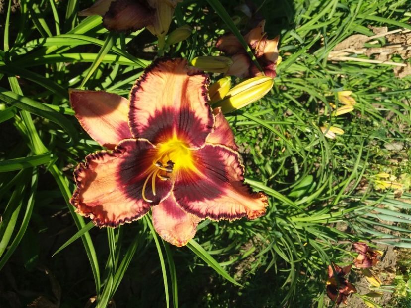  - Hemerocalisii infloriti in 2020