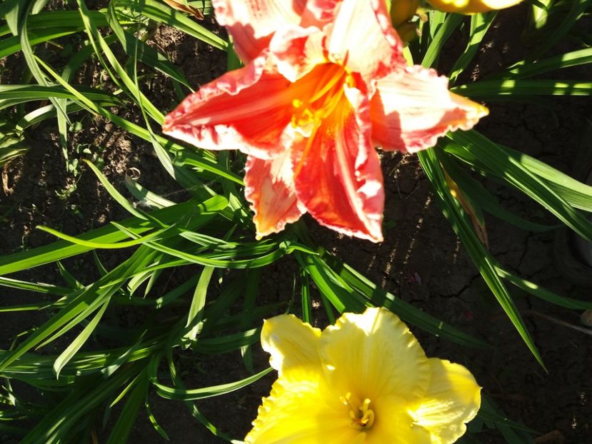  - Hemerocalisii infloriti in 2020