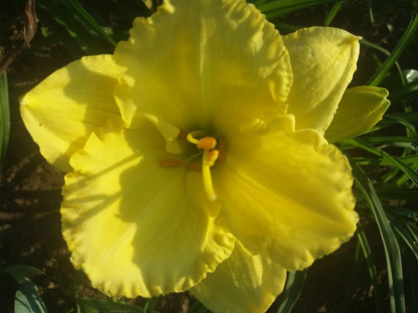  - Hemerocalisii infloriti in 2020