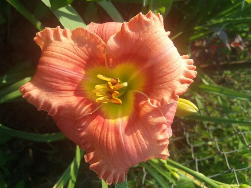  - Hemerocalisii infloriti in 2020