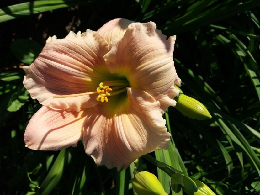  - Hemerocalisii infloriti in 2020