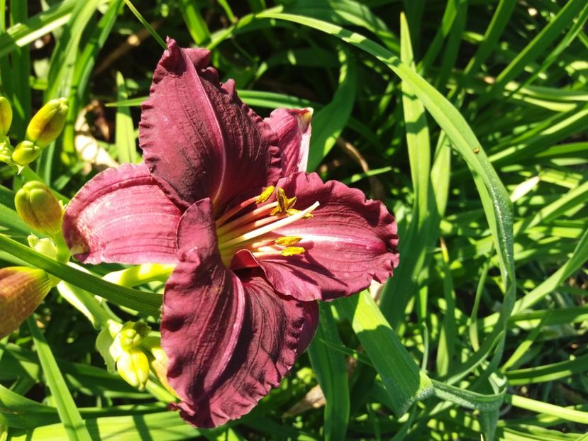  - Hemerocalisii infloriti in 2020