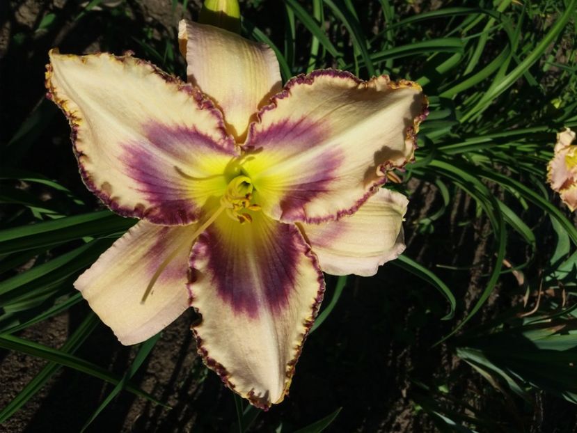  - Hemerocalisii infloriti in 2020