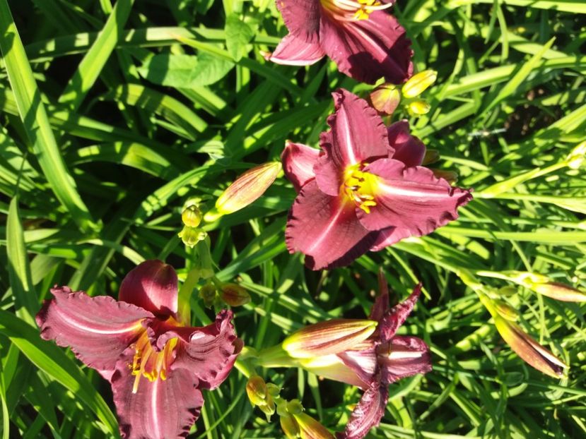  - Hemerocalisii infloriti in 2020