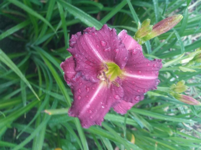  - Hemerocalisii infloriti in 2020