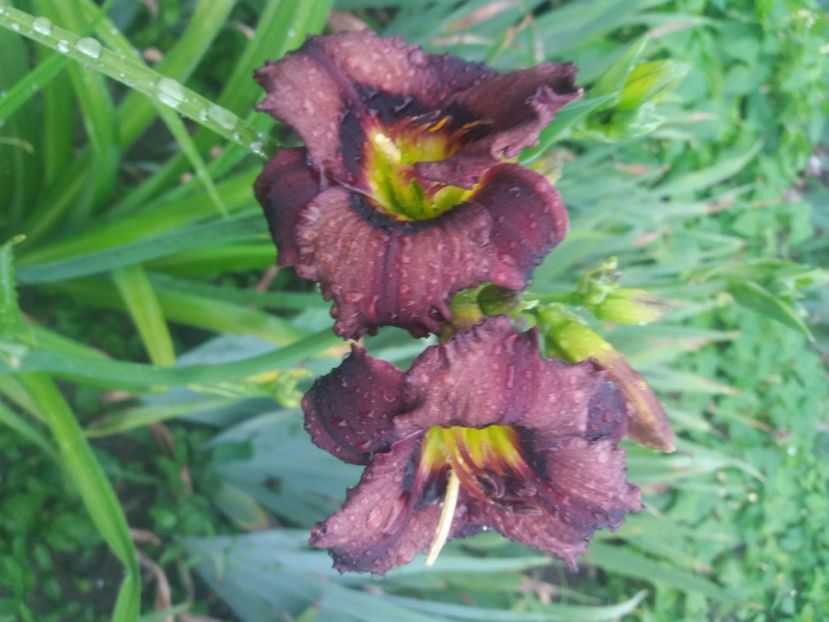  - Hemerocalisii infloriti in 2020