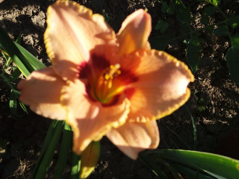  - Hemerocalisii infloriti in 2020