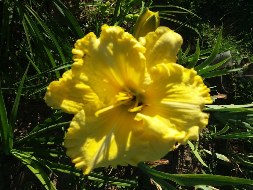  - Hemerocalisii infloriti in 2020