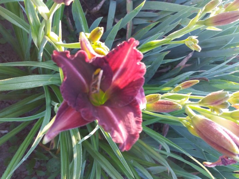  - Hemerocalisii infloriti in 2020