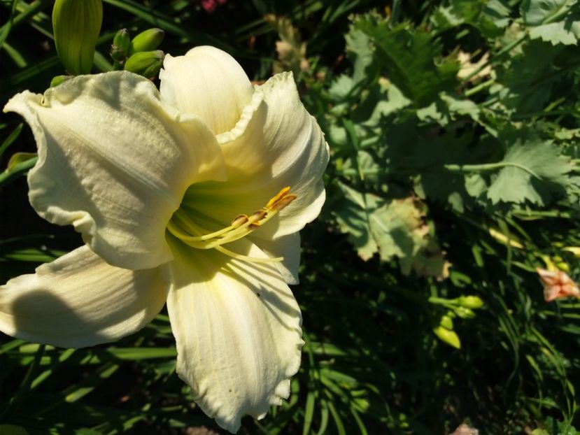  - Hemerocalisii infloriti in 2020