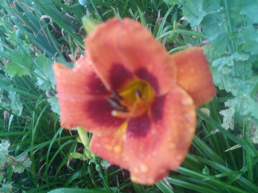  - Hemerocalisii infloriti in 2020