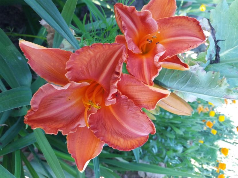  - Hemerocalisii infloriti in 2020