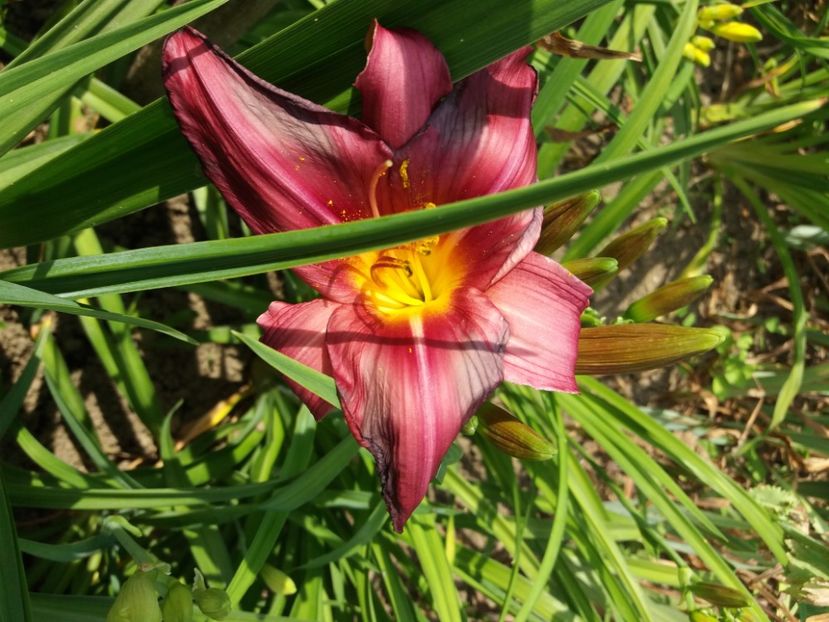  - Hemerocalisii infloriti in 2020