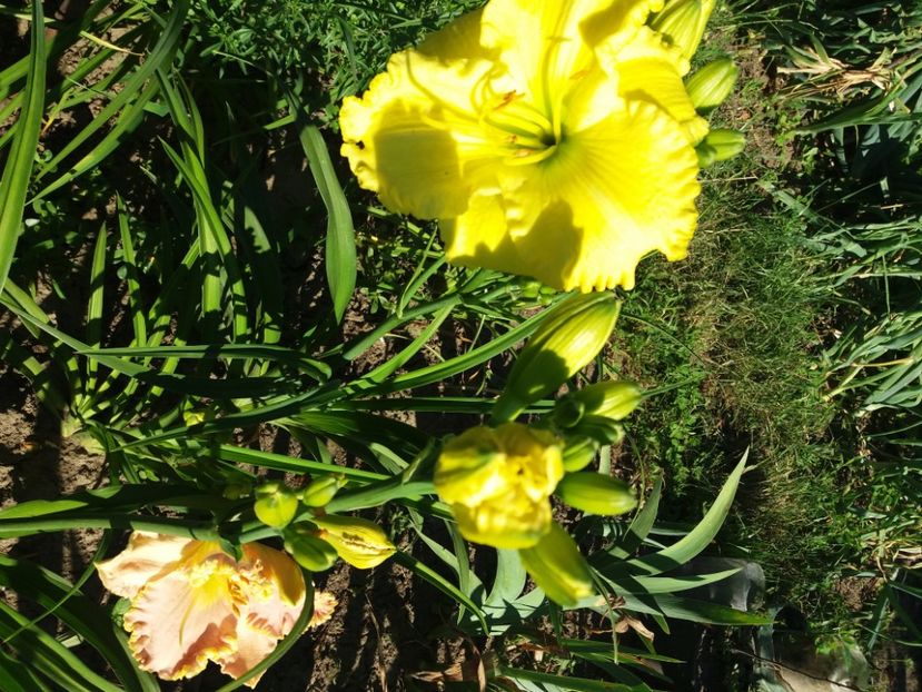  - Hemerocalisii infloriti in 2020