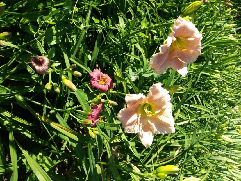  - Hemerocalisii infloriti in 2020