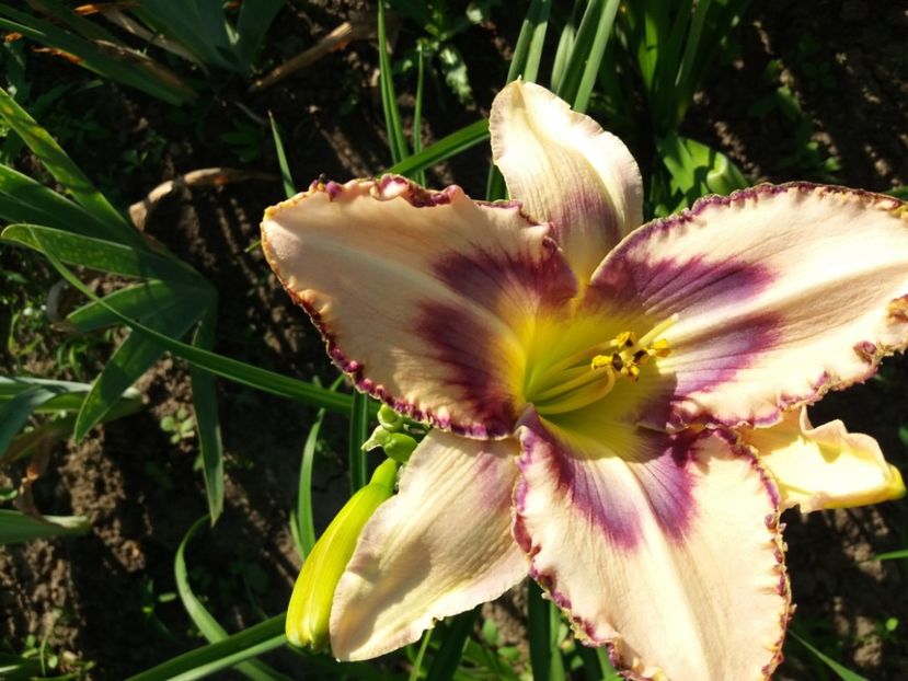  - Hemerocalisii infloriti in 2020